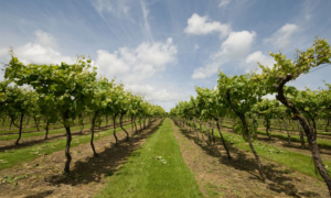 Biddenden vineyard