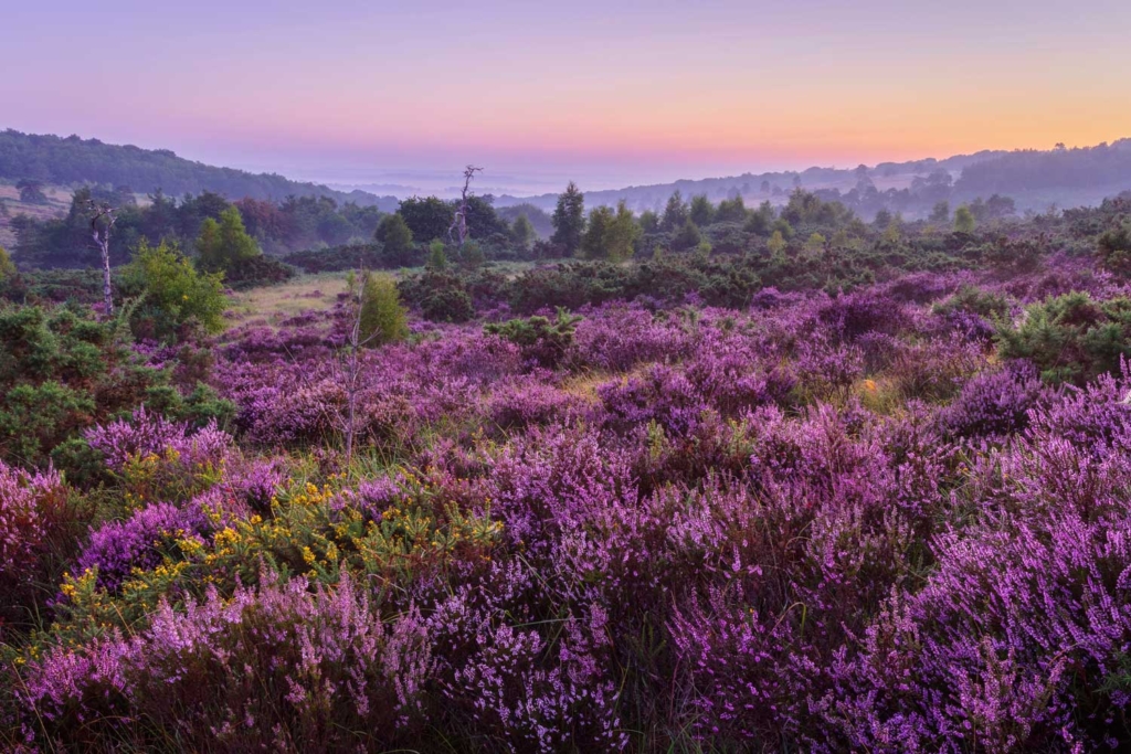 Heather on the Ashdown Forest