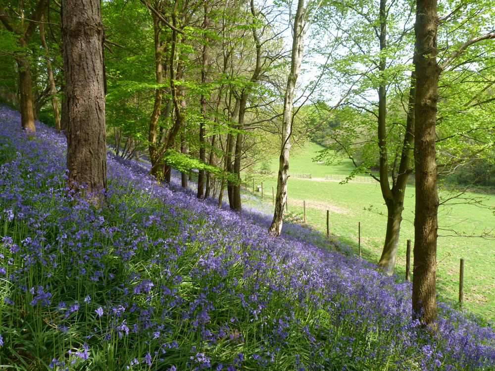 Bluebell bank