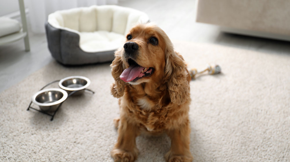 Dog inside a room with his dog bowls