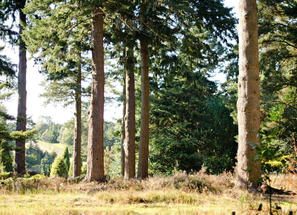 Bedgebury Pinetum