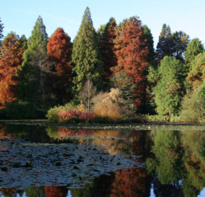 Bedgebury National Pinetum & Forest