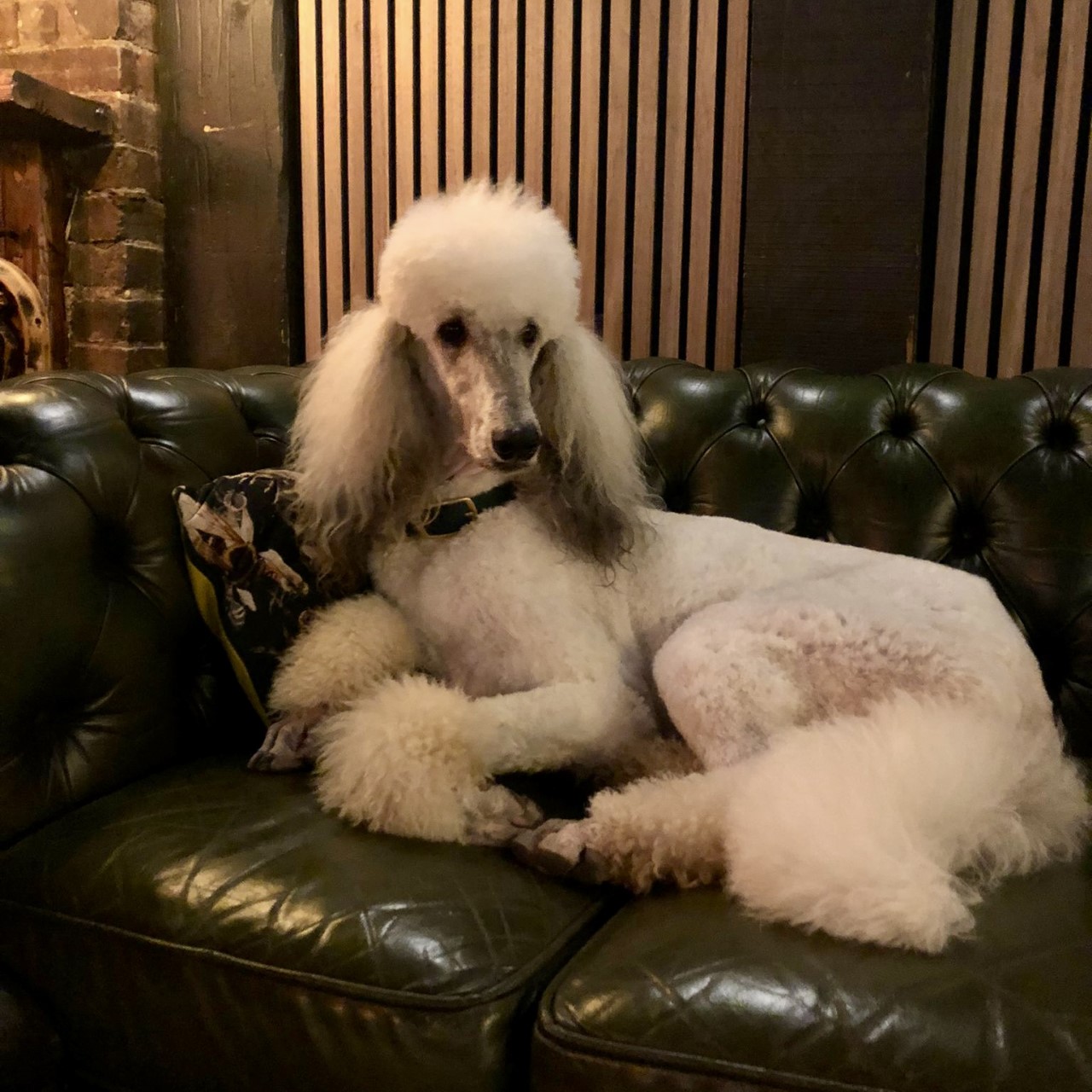Dog at the Beau Nash pub
