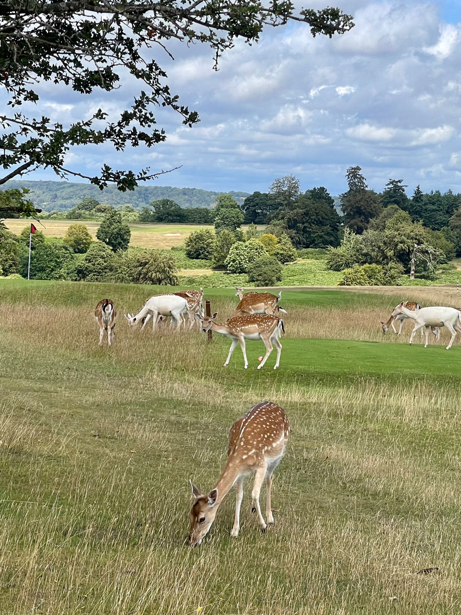 Knole park golf course