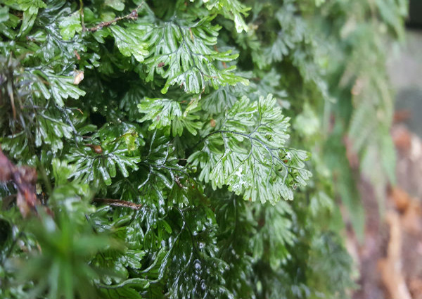 Tunbridge filmy fern - Photo by Ian Beavis