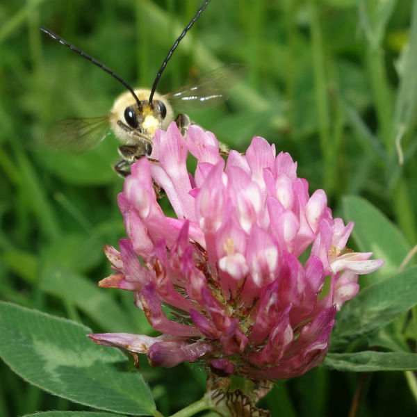 Long horned bee - Photo by Ian Beavis