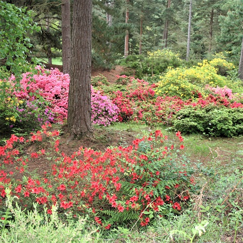 Rhododendrons in The Glory Hole