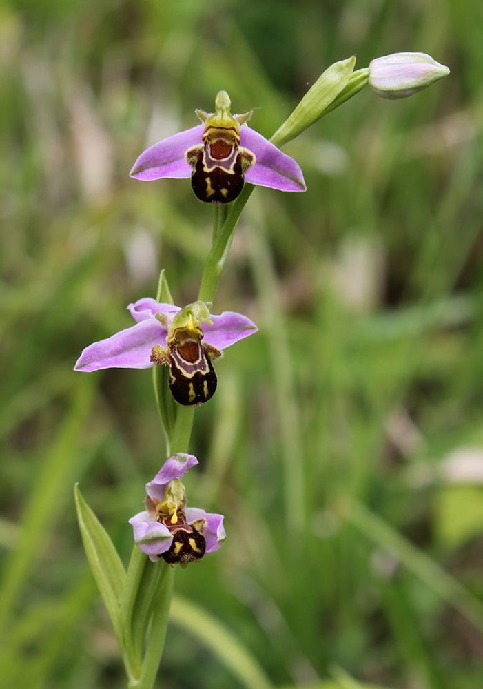 Bee orchid