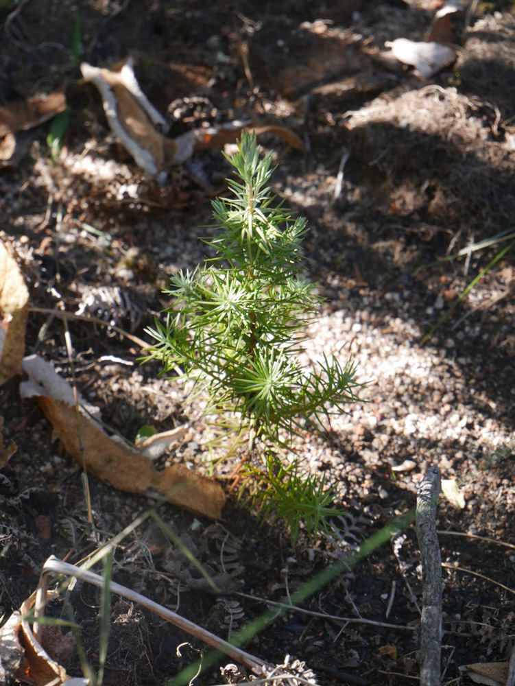 Mulanje Cedar