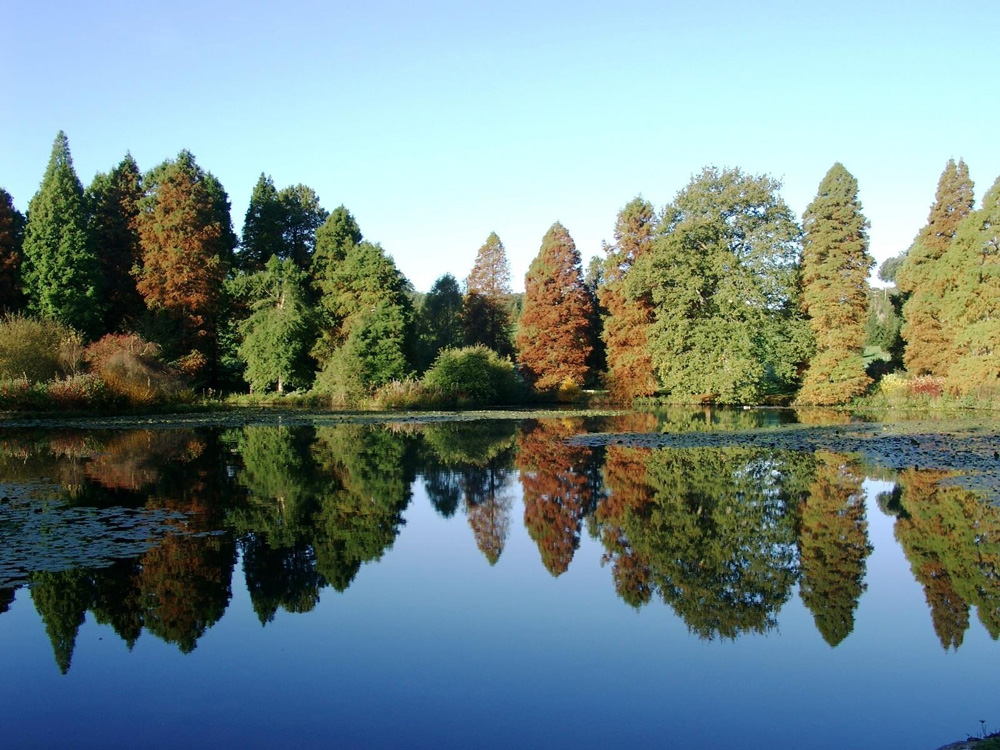 Bedgebury Pinetum in Autumn