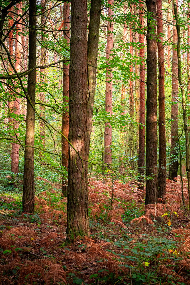 Bedgebury redwoods