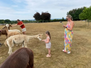 Feeding alpacas