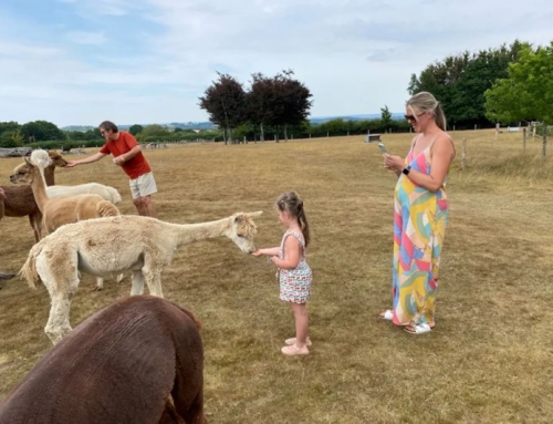 Afternoon Tea with Alpacas