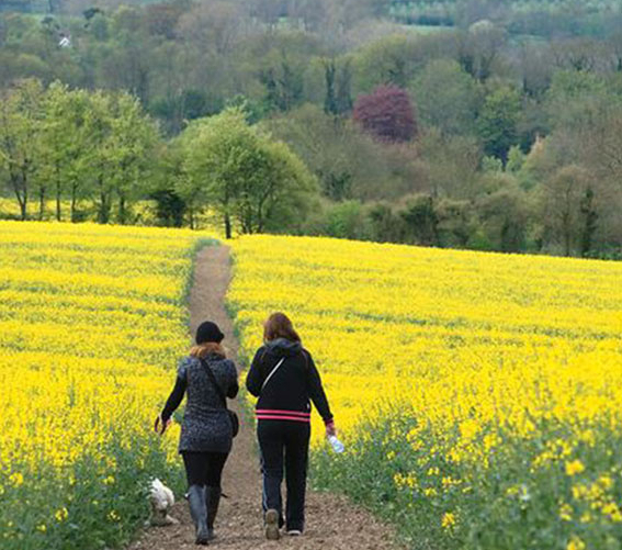 Walking in Kent Walking in Kent