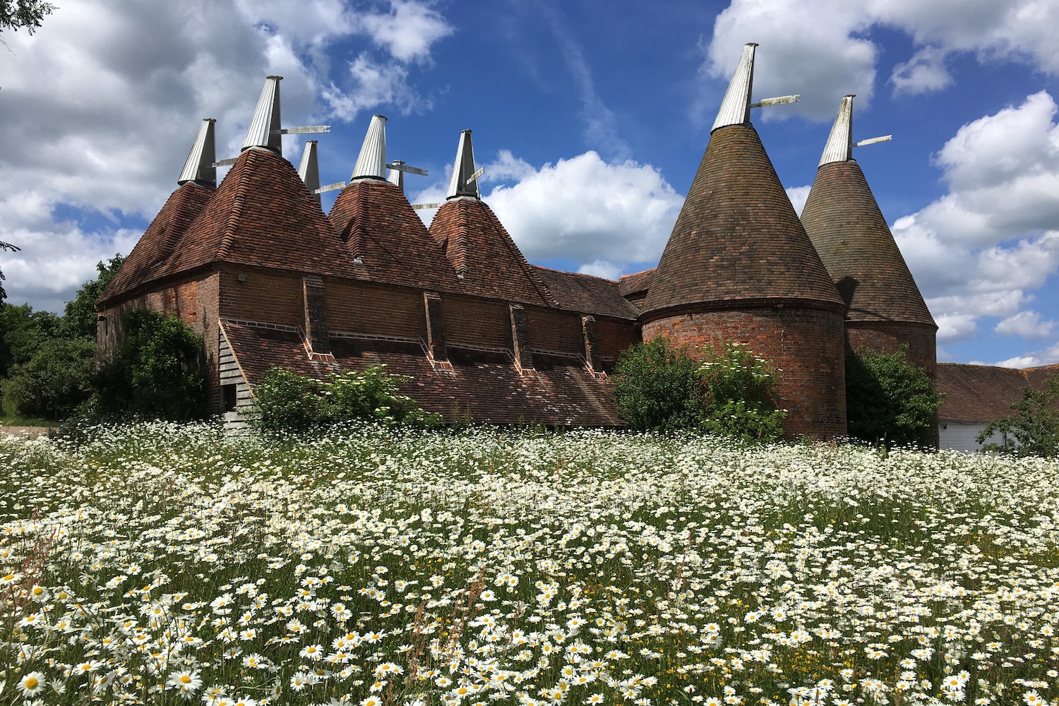 A big Oast house surrounded by countryside and white flowers with a backdrop of blue sky behind it