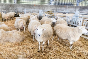 Sheep in their pens filled with hay