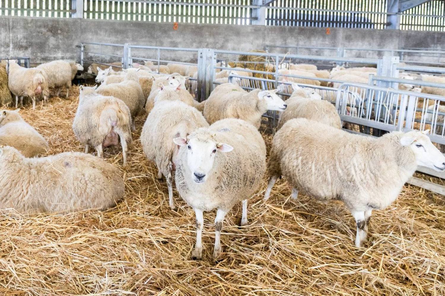 Lambing Day at Four Winds Farm