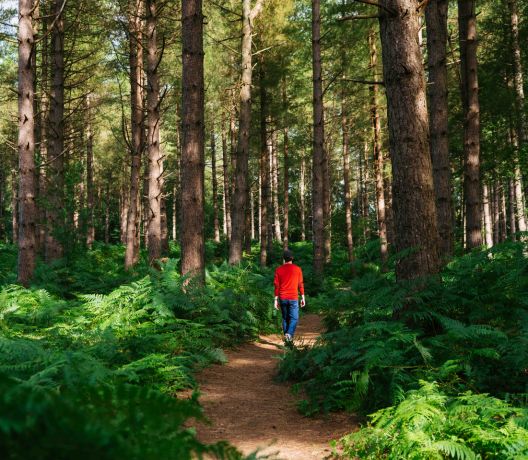 hargate-forest Man walking through woods