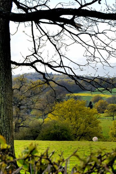 Wealden tree