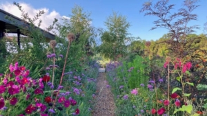 Bright flowers in garden