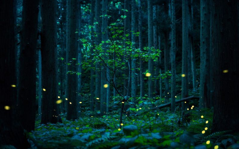 A solitary tree in a night-time scene