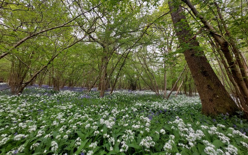 Woodland with bluebells and wood anemones