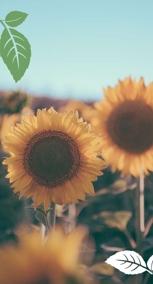 Untitled (600 x 1000 px) (5) Sunflowers in a field