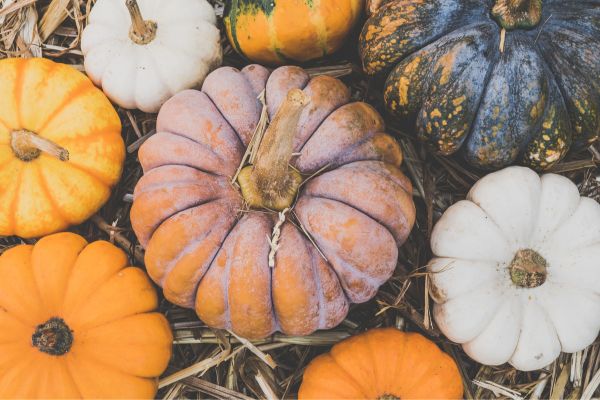 pumpkin3 pumpkins