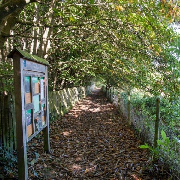 Tudeley-woods Tudeley Woods, Kent